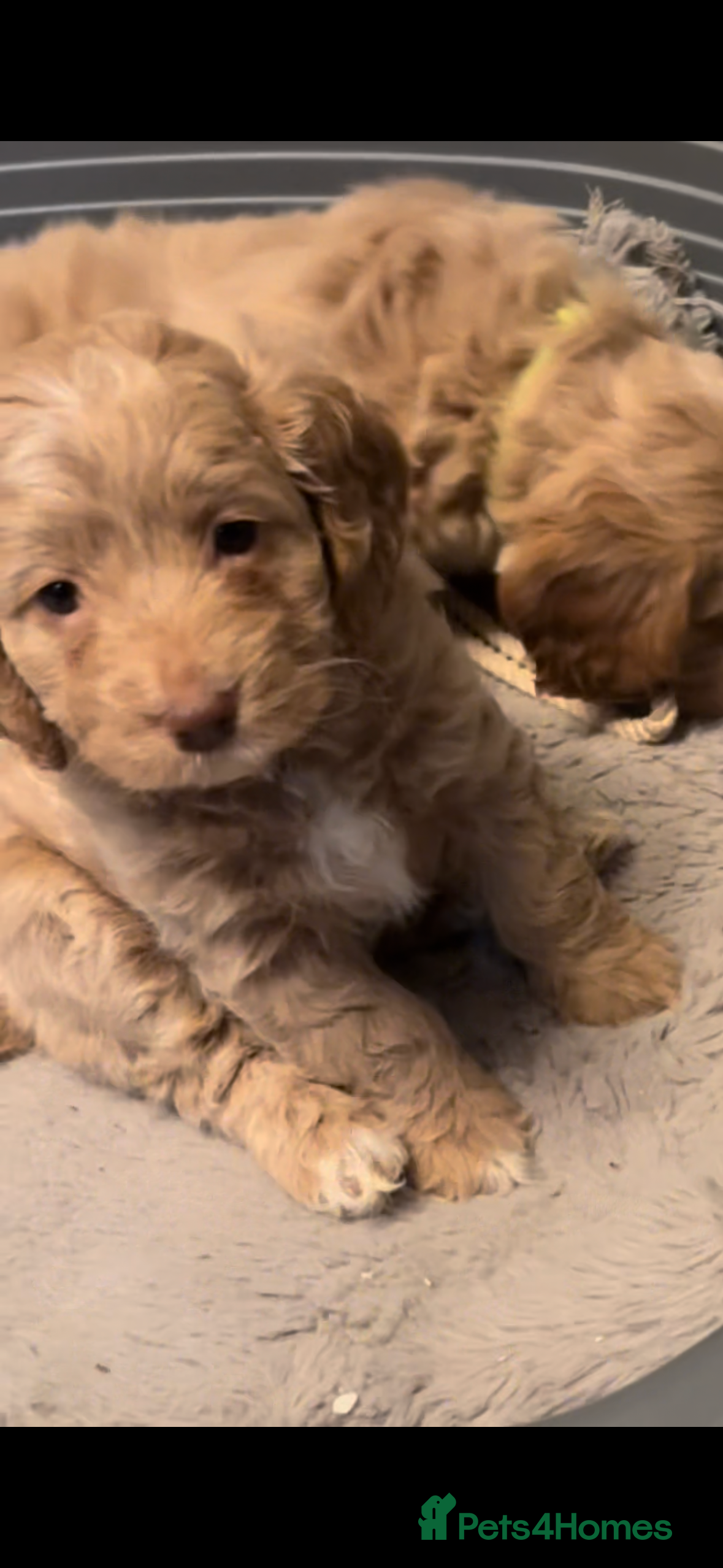 Cockapoo dogs 2 beautiful puppies left! - Advert 13