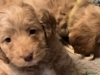 Cockapoo dogs 2 beautiful puppies left! - Advert 13