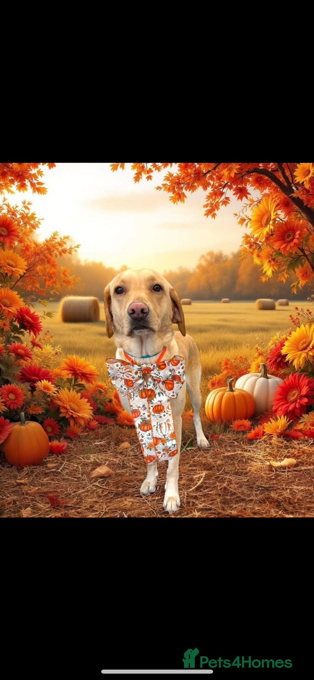 Labrador Retriever dogs for sale: KC RegisteredLabrador Puppies – Ready from 14/02 - Advert 14