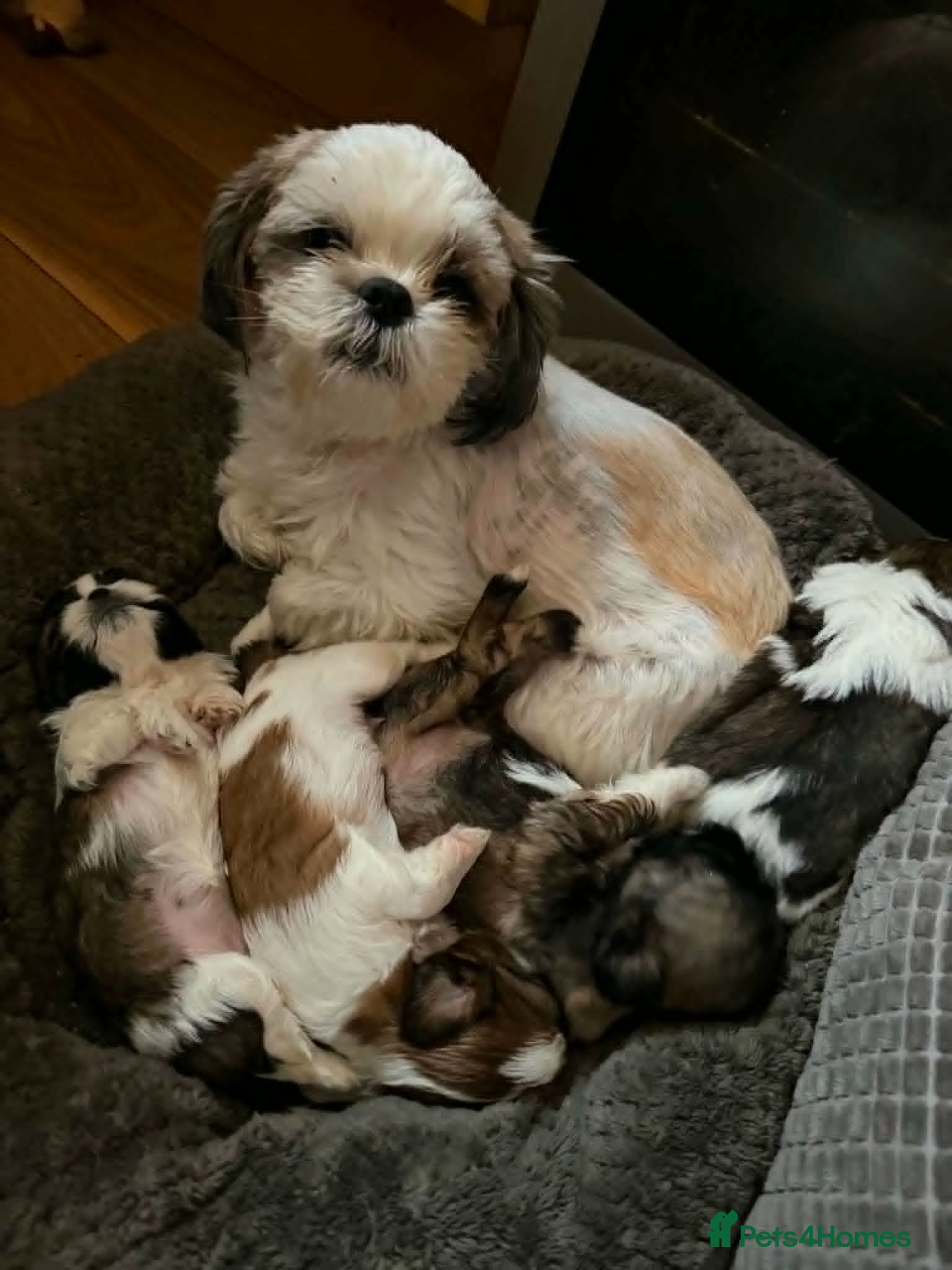 Shih Tzu dogs LOVELY  SHIH TZU PUPPIES - Advert 6