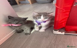 British Shorthair cats for sale: Beautiful bred British shorthairs  - Image 14