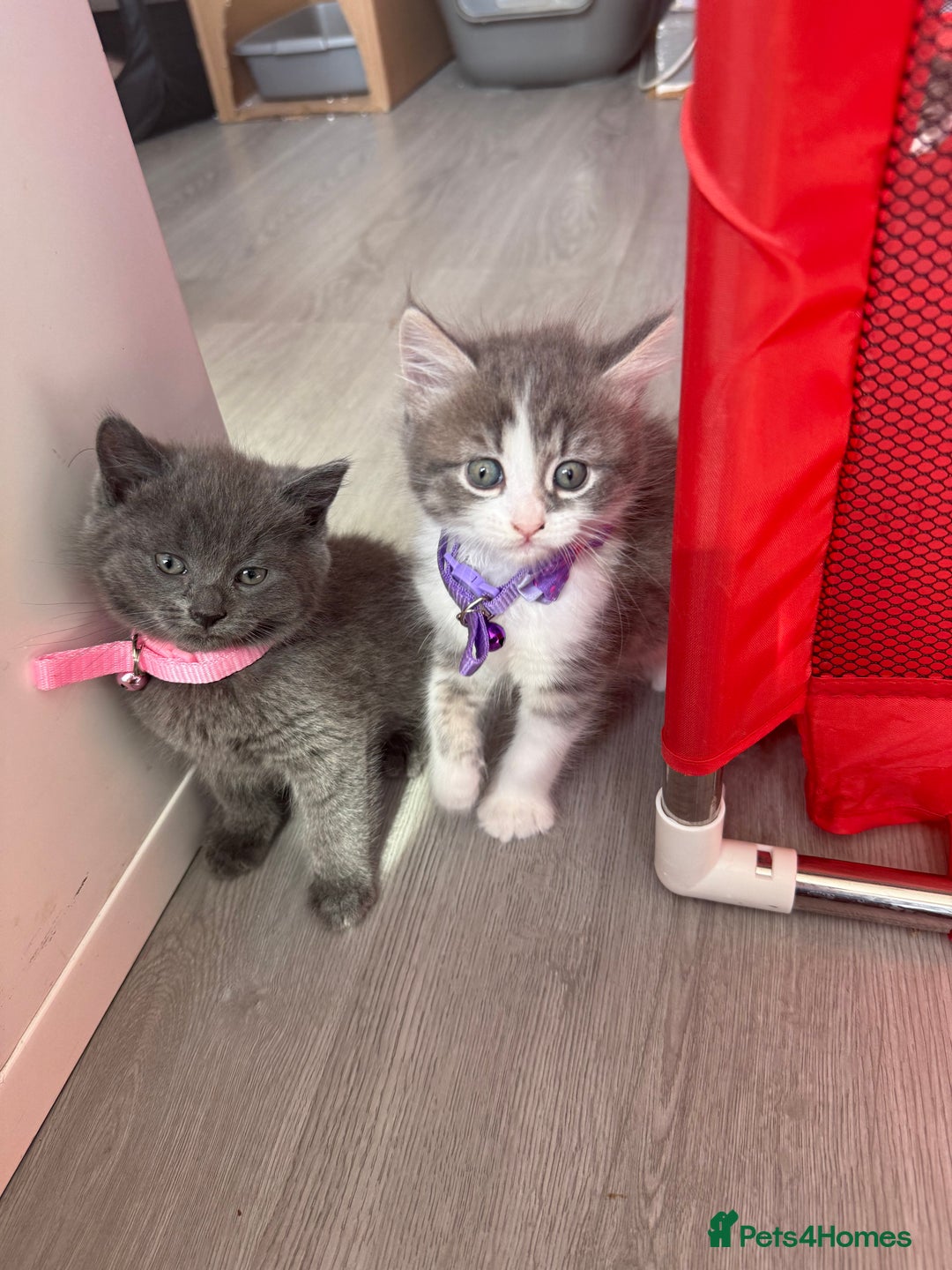 British Shorthair cats for sale: Beautiful bred British shorthairs  - Image 14