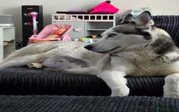 Siberian Husky dogs for sale: Siberian Husky Puppies - Image 8