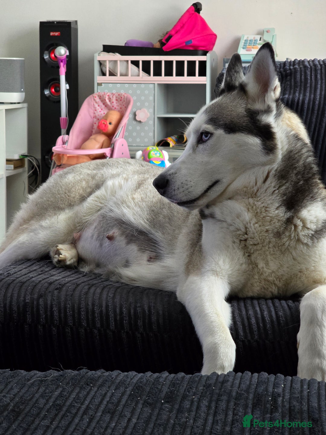 Siberian Husky dogs for sale: Siberian Husky Puppies - Image 8