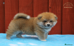 Japanese Akita Inu dogs for sale: ♥OUR PUPPIES ARRIVED♥ in Builth Wells - Image 14