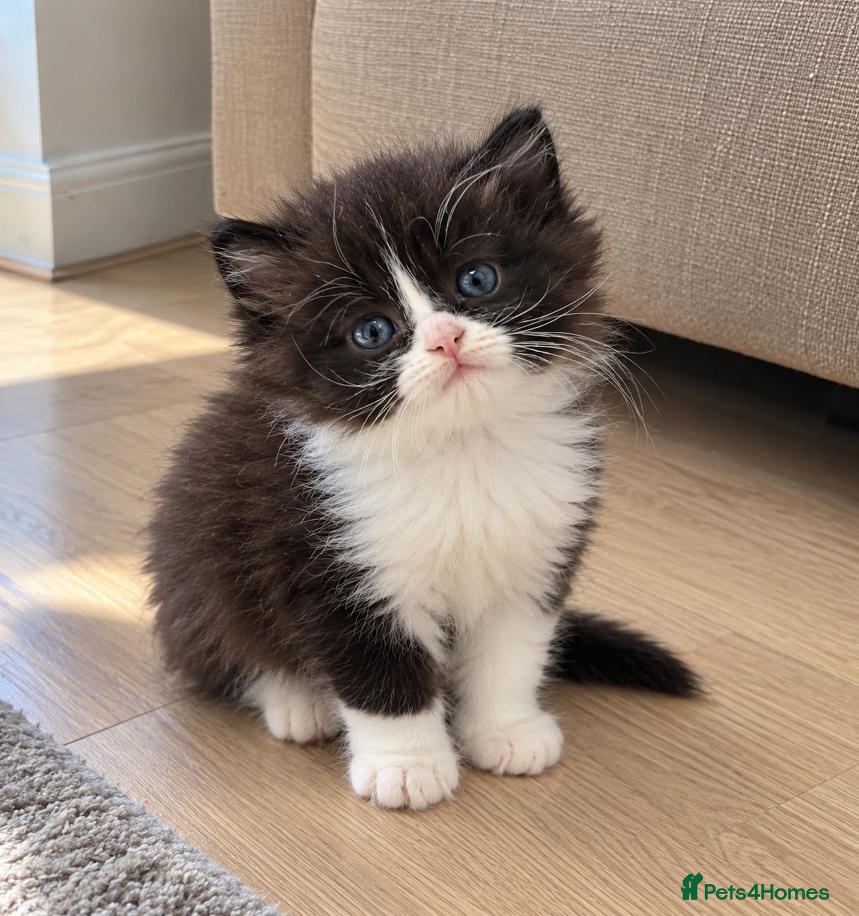 Persian cats Persian kitten - Advert 10