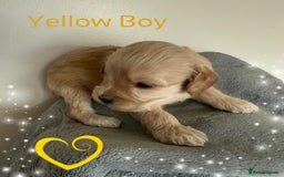 Cavapoo dogs for sale: ✨Exceptional Cavapoo Puppies Raised with love🐾 - Image 5