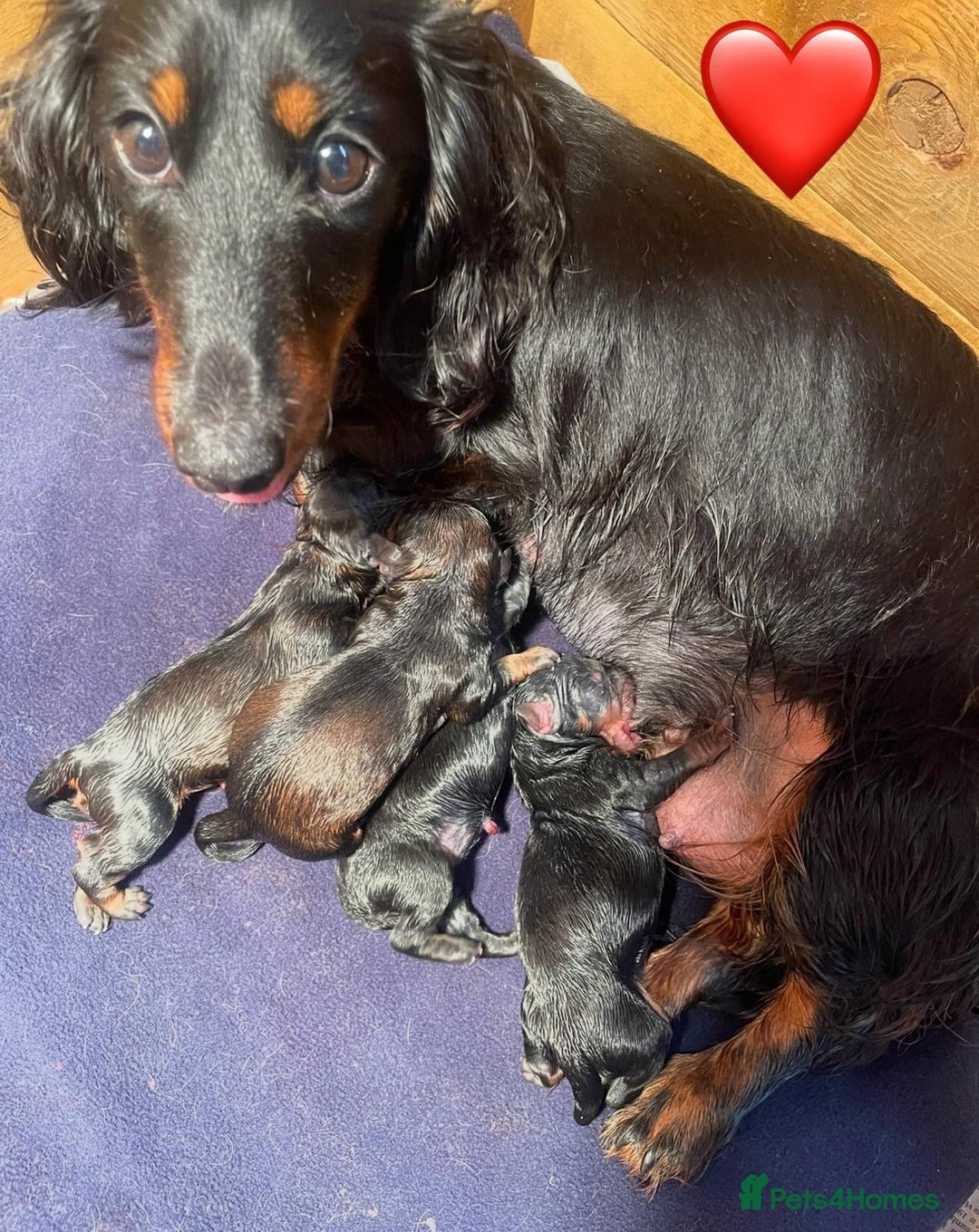 Doxiepoo dogs for sale: Doxipoo puppies - Advert 3