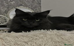 Maine Coon cats for sale: Stunning Retired Blue Maine Coon Girl(TICA) - Image 3