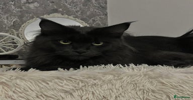 Maine Coon cats - Advert 3
