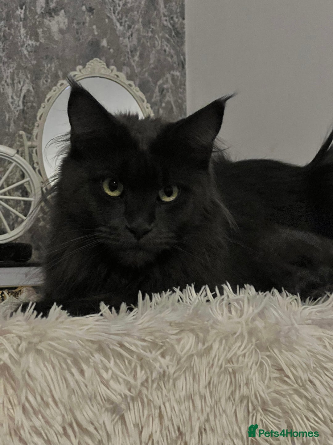 Maine Coon cats for sale: Stunning Retired Blue Maine Coon Girl(TICA) - Image 3
