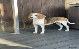 Beagle dogs for adoption: Sweet Mayli is ready for her forever home - Image 4