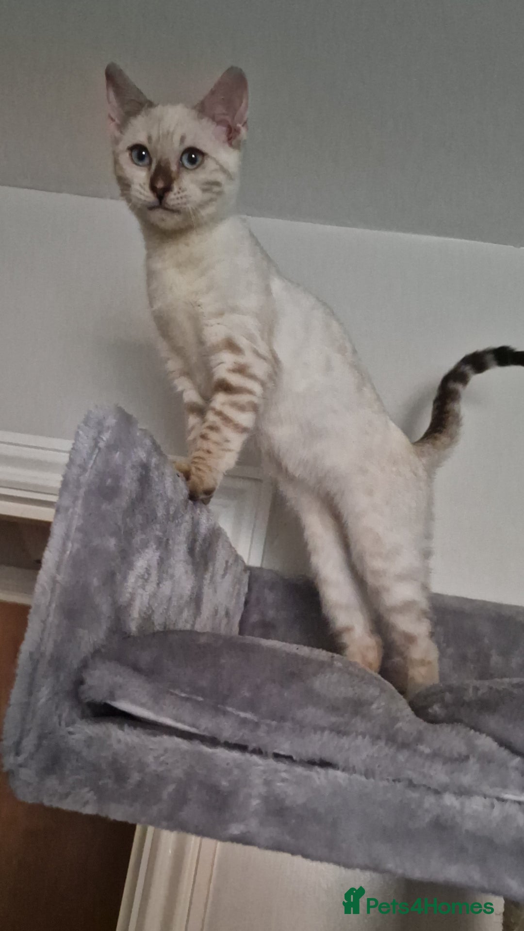 Bengal cats for sale: READY😍Snow bengal whit blue eyes💙last one LEFT  - Image 35
