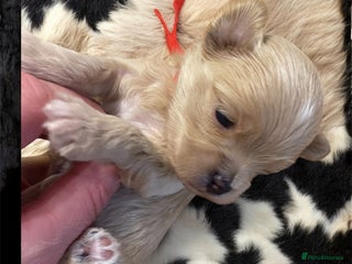 Maltipoo dogs for sale - Advert 1