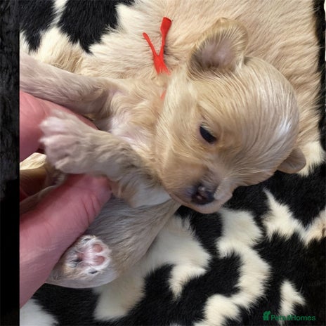 Maltipoo dogs - Advert 3