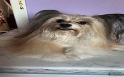 Pomapoo dogs for sale:  Pompoodle adult male 550  - Image 2