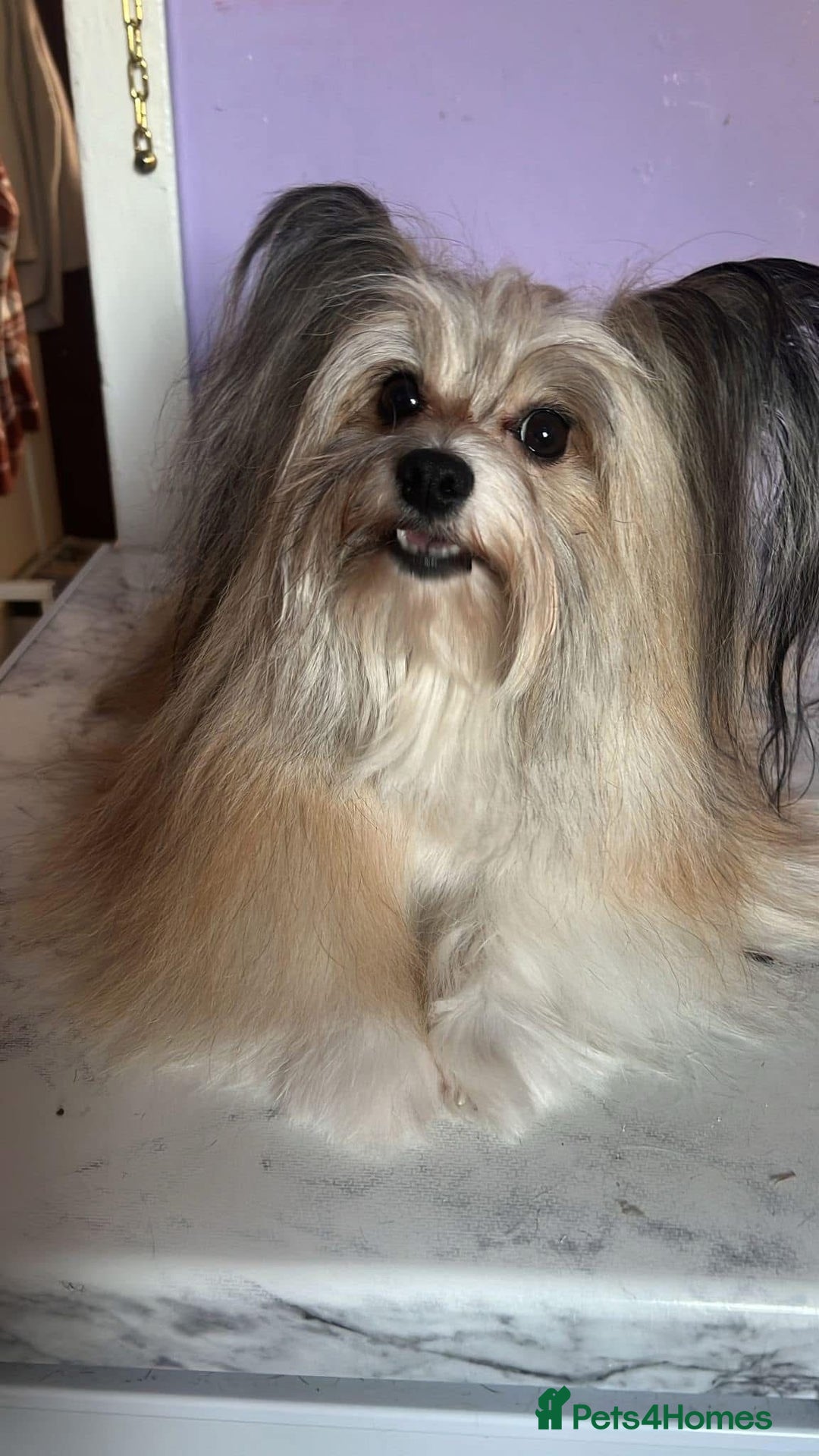 Pomapoo dogs for sale:  Pompoodle adult male 550  - Image 2