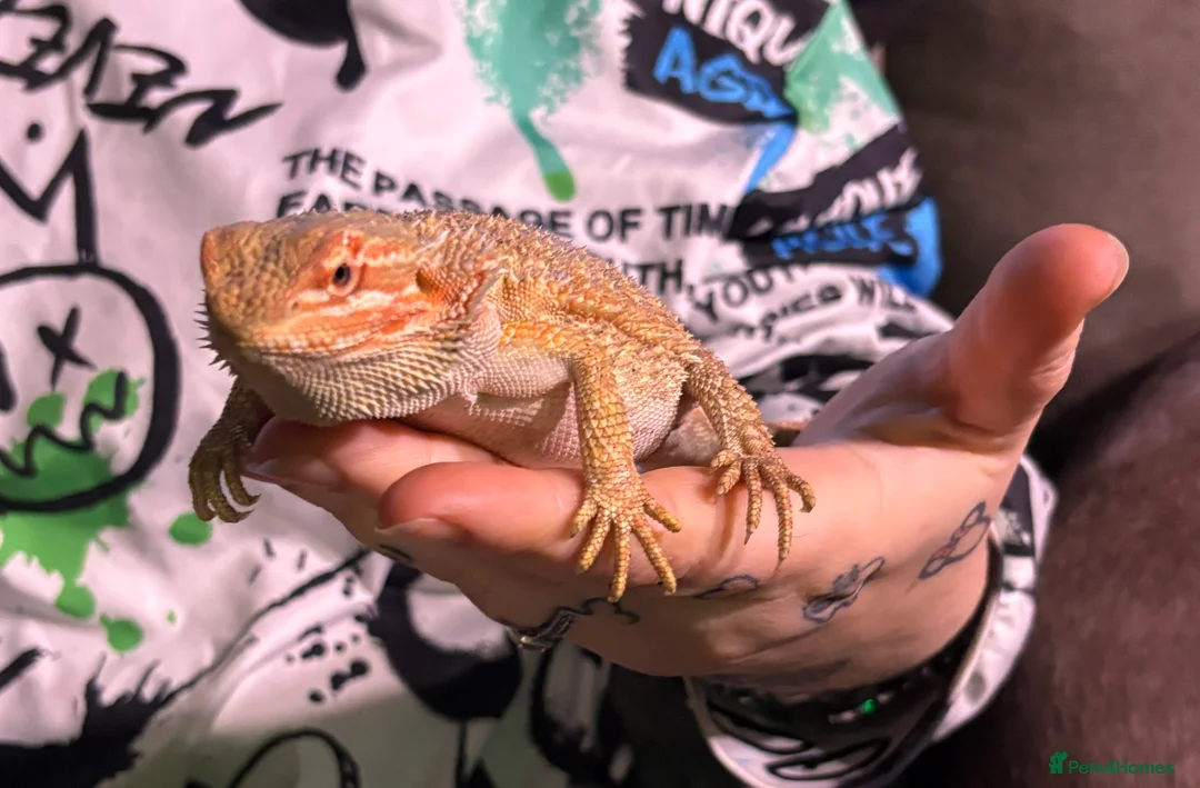 Bearded Dragon reptiles for sale: Selling my red monster bearded dragon he’s 3  - Advert 8