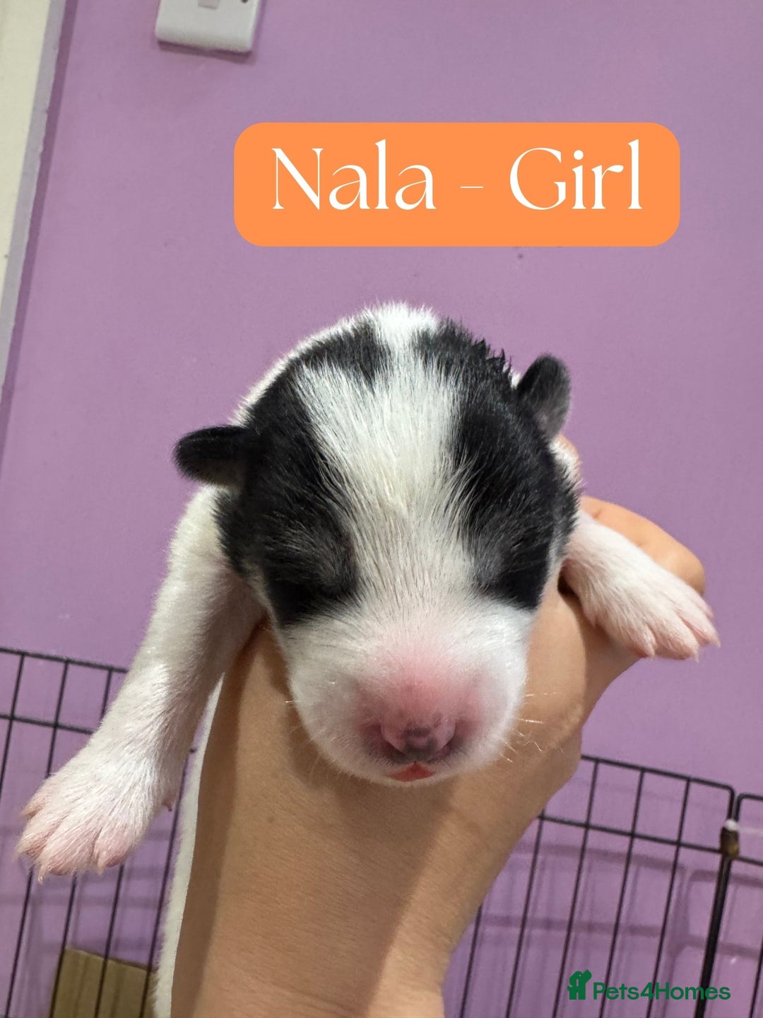 Mixed Breed dogs for sale: Siberian Husky cross Samoyed / Samusky - Image 5
