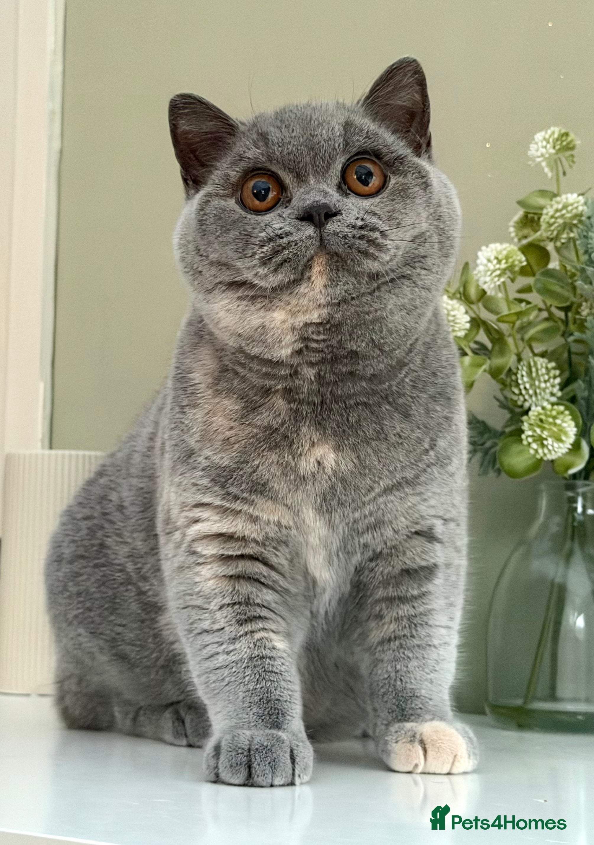 British Shorthair cats Beautiful British Female kitten - Advert 4