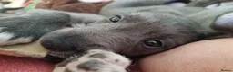 Lurcher dogs for sale: Accidental mating. lurchers in Par - Advert 2