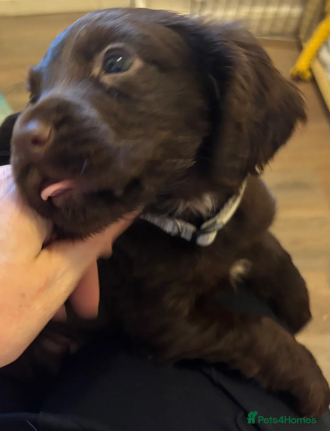 Cocker Spaniel dogs for sale: Cocker Spaniel Puppies  - Advert 23