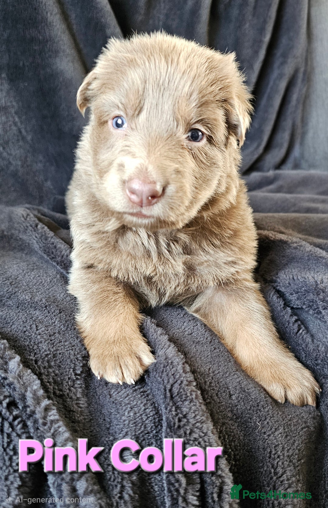 German Shepherd dogs for sale: 💠5 Beautiful healthy KC reg straight back GSP's💠 - Advert 31