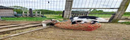 Goats livestock for sale: Pygmy goats kids - Advert 8