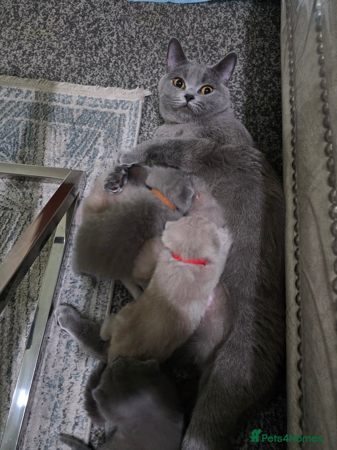 British Shorthair cats for sale: ** LAST ONE LEFT BLUE MALE British Shorthair ** - Advert 5