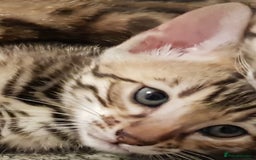 Bengal cats for sale: Bengal kittens last girl available  - Advert 16