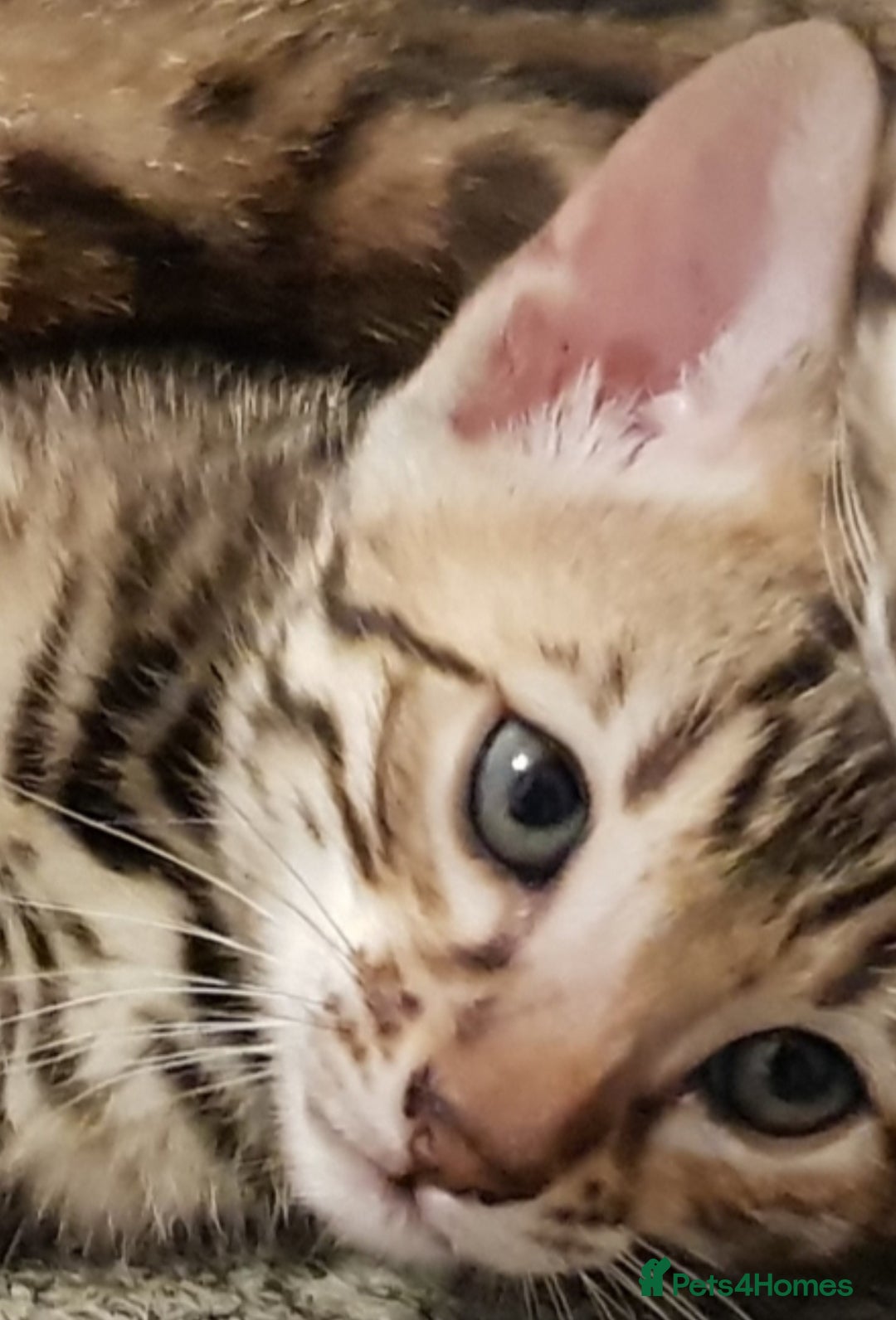 Bengal cats for sale: Bengal kittens last girl available  - Advert 16
