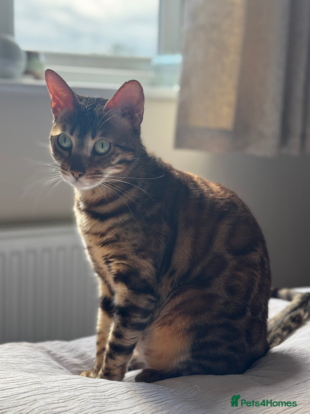 Bengal cats for sale: Bengal girl  - Image 2