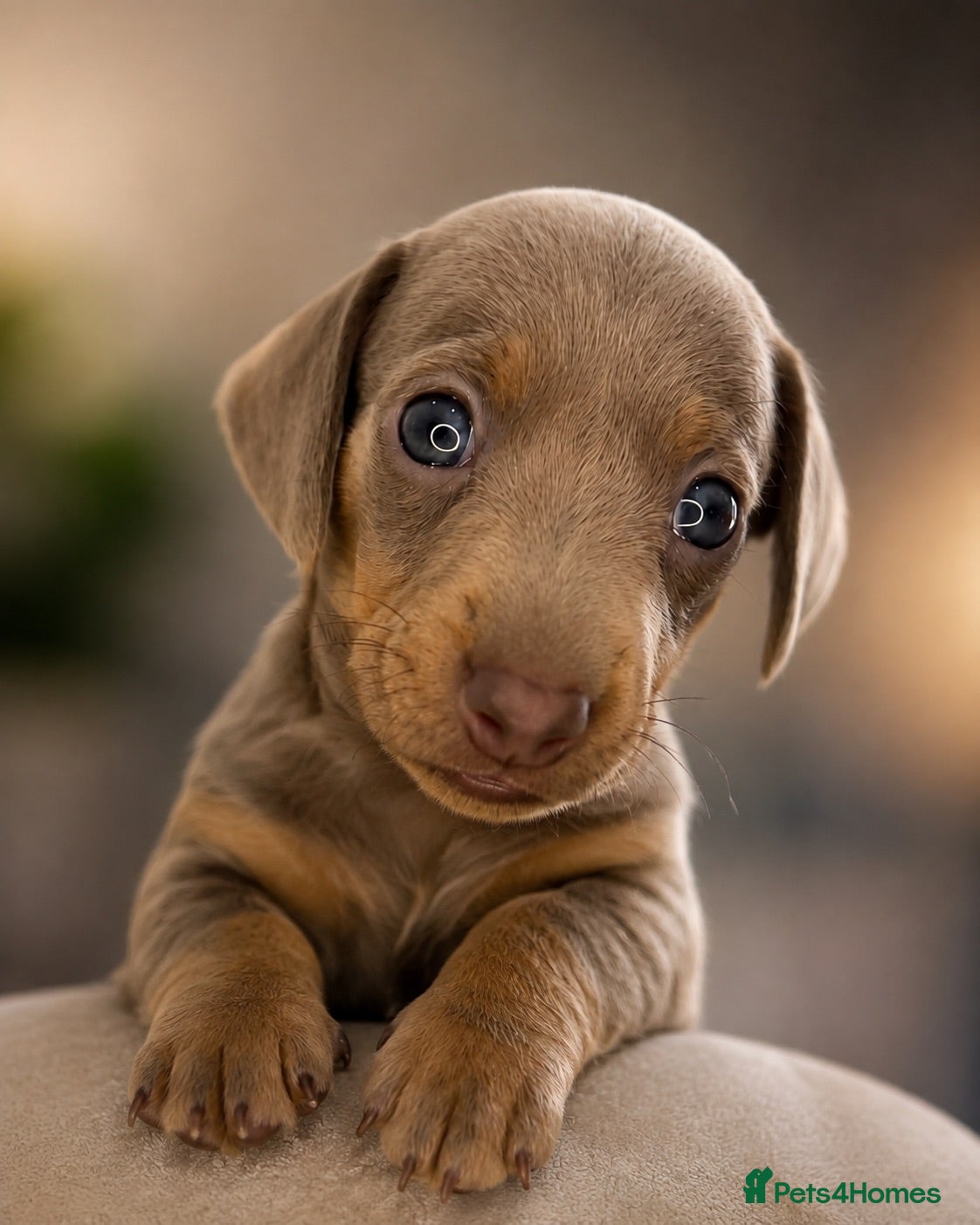 Miniature Dachshund dogs Miniature Dachshunds KC  - Advert 2