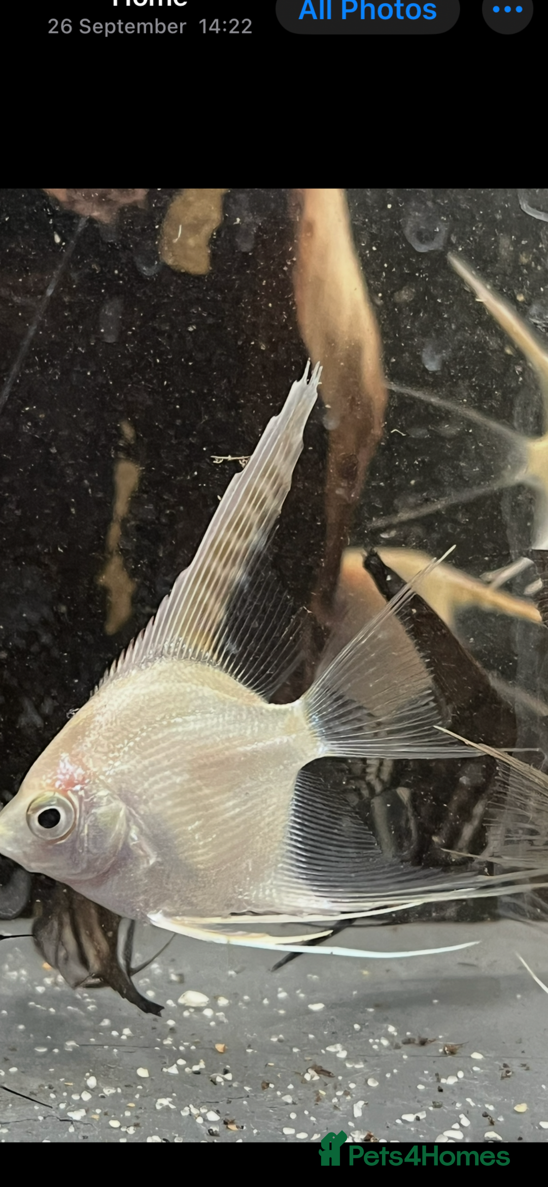 Angelfish fish for sale: Stunning long fin platinum Angelfish - Advert 3