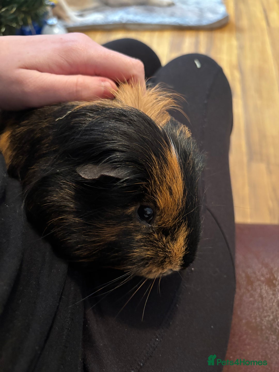 Guinea Pig rodents for sale: Guinea pig.  - Advert 3