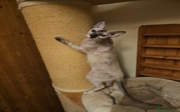 Sphynx cats for sale: Sphynx x Siamese kittens - Image 4