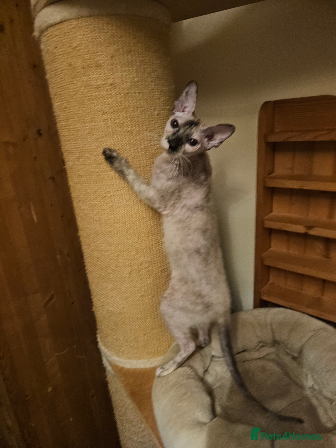 Sphynx cats for sale: Sphynx x Siamese kittens - Image 4