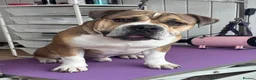 Dorset Olde Tyme Bulldogge dogs for stud: Rocky  in Halifax - Advert 3