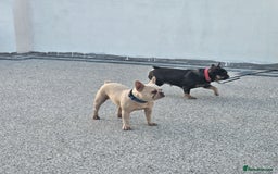 French Bulldog dogs for sale: 8 years old lovely French bulldog - Image 5