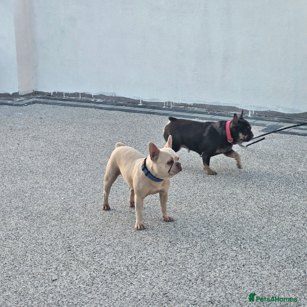 French Bulldog dogs for sale: 8 years old lovely French bulldog - Image 5