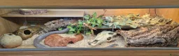Corn Snake reptiles for sale: Corn snake  - Advert 2