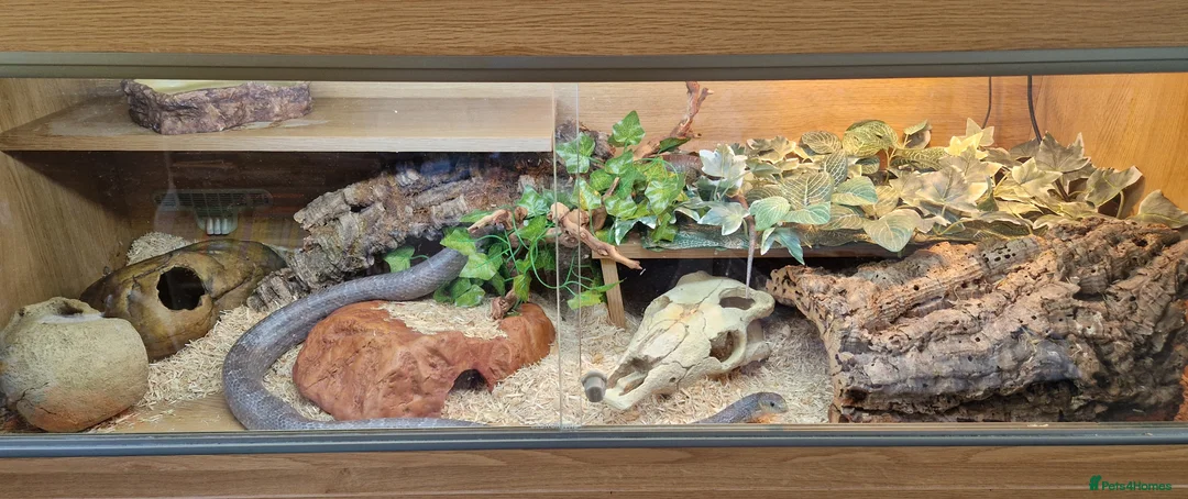 Corn Snake reptiles for sale: Corn snake  - Advert 2