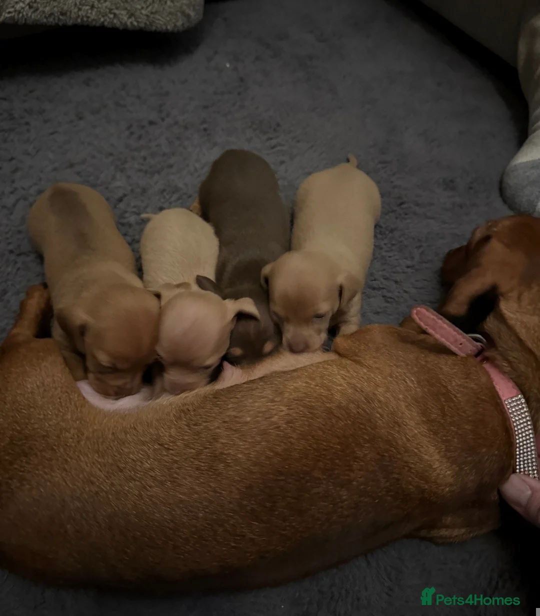 Chiweenie dogs for sale: Stunning Micro Chiweenie Last One - Smallest in UK - Advert 13