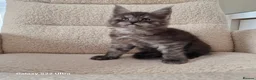 Maine Coon cats for sale: Kittens – Licensed Cattery (UK) 🐾 - Advert 29