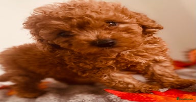 Maltipoo dogs 🐾 🌟 Maltipoo Puppies⭐️ READY NOW   - Advert 1