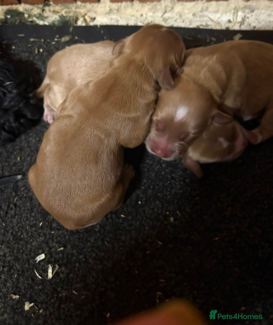 Cockapoo dogs for sale: Cockapoo puppies - Image 2