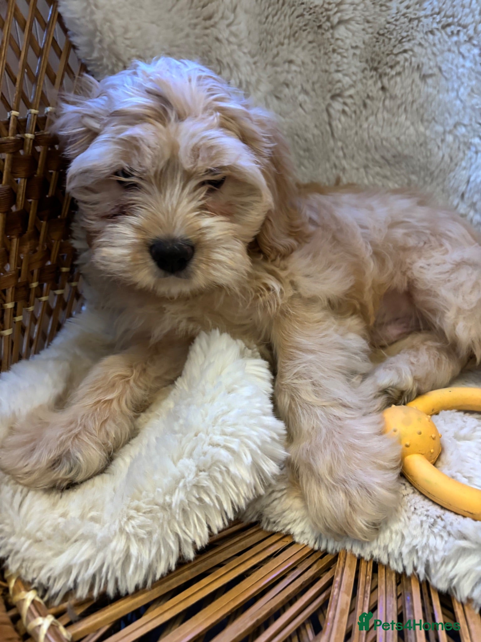 Cavapoo dogs ***** STAR, FULLY VACCINATED Cavapoo F1b - Advert 1
