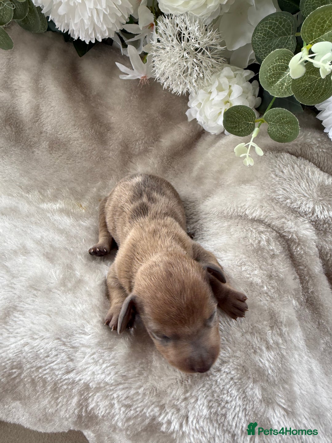 Miniature Dachshund dogs for sale: ⭐️Beautiful litter Of Rainbow Dachshund Puppies⭐️ - Image 10