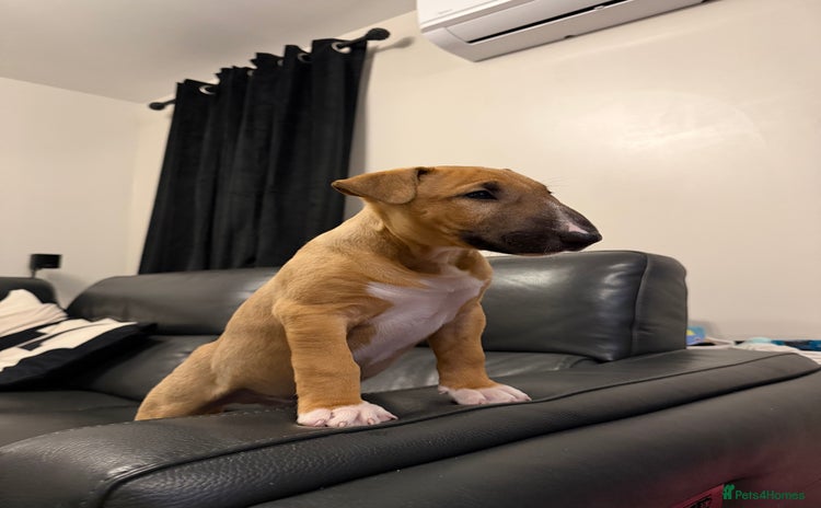 English Bull Terrier dogs - Advert 1