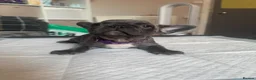 French Bulldog dogs for sale: All puppys ready to leave 2boys 1 girl  - Advert 26